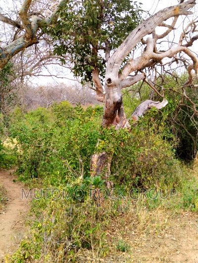 41 Acres For Sale - Image 2