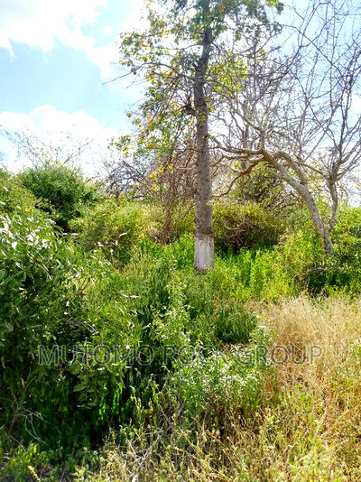 41 Acres For Sale - Image 3