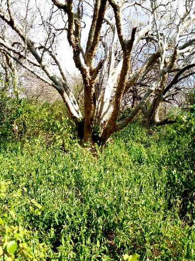 41 Acres For Sale - Image 1