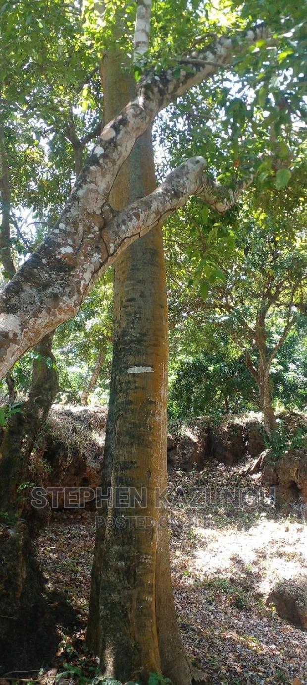 Prime 12 Acres Beach Plots on Sale in Msambweni Beach.