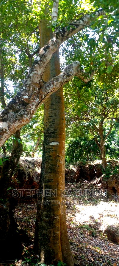 Prime 12 Acres Beach Plots on Sale in Msambweni Beach. - Image 2