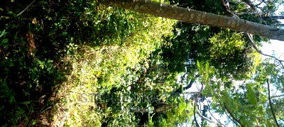 Prime 12 Acres Beach Plots on Sale in Msambweni Beach. - Image 9