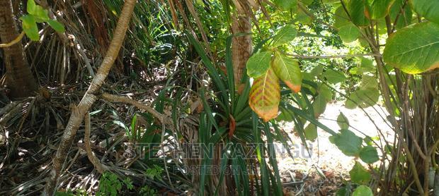 Prime 12 Acres Beach Plots on Sale in Msambweni Beach.