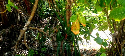 Prime 12 Acres Beach Plots on Sale in Msambweni Beach. - Image 11