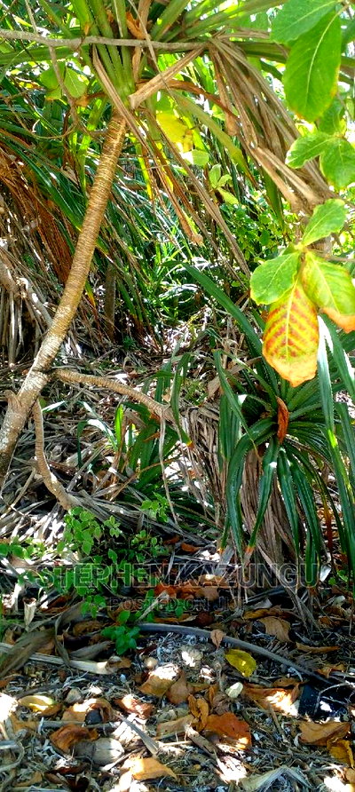 Prime 12 Acres Beach Plots on Sale in Msambweni Beach. - Image 7