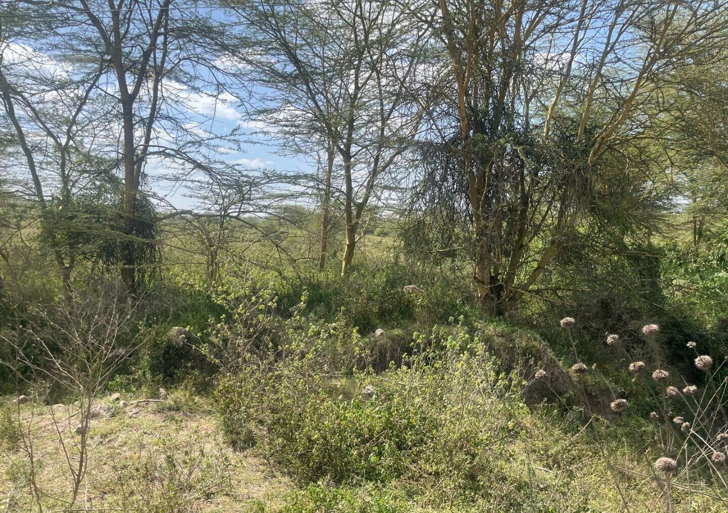 50-Acre Land at KSh 17M per Acre