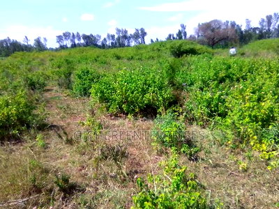 Nyeri Kangaita - Image 4