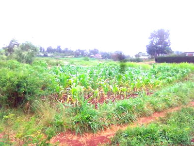 Nyeri Kangaita - Image 2