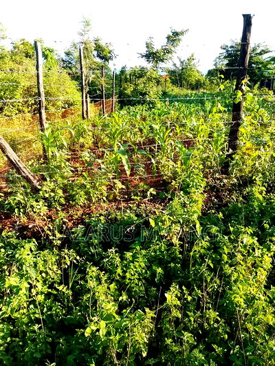 Eighth Acre Plot for Sale at Kamweli Makutano - Image 4