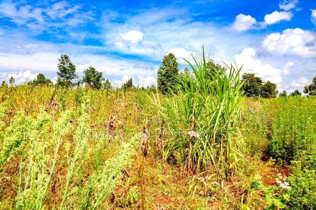 Prime Residential Plot for Sale in Kikuyu, Kamangu -Ng'Amba