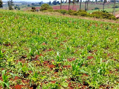 Three 40x80 Plots Matropi Estate Kiambu - Image 3