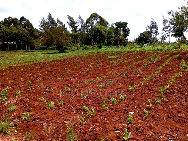 Kikuyu Sigona Jet Scheme Plot 100*100