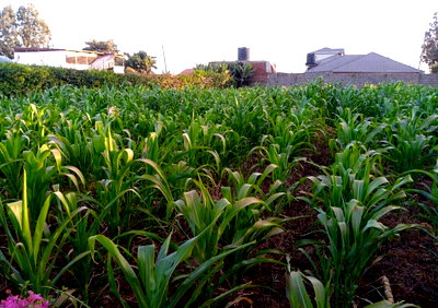 13M Kiambu Plot for Sale