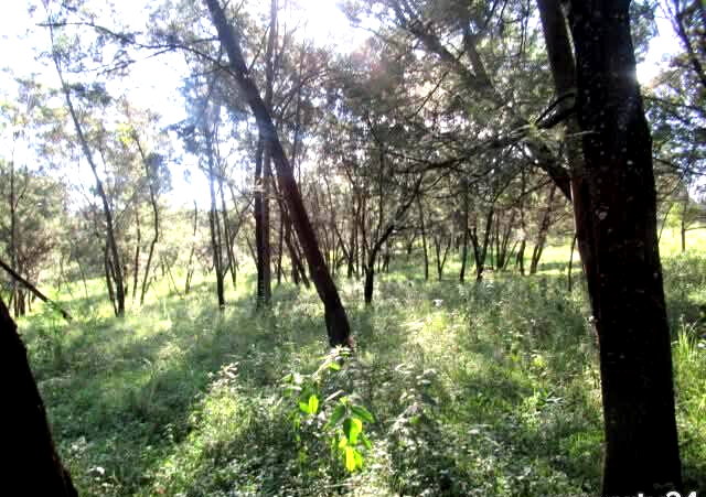 25-Acre Land with River Border