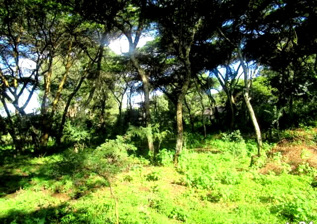25-Acre Land with River Border