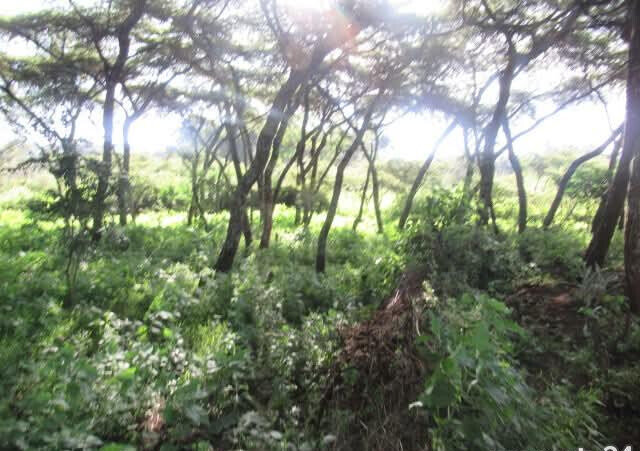 25-Acre Land with River Border