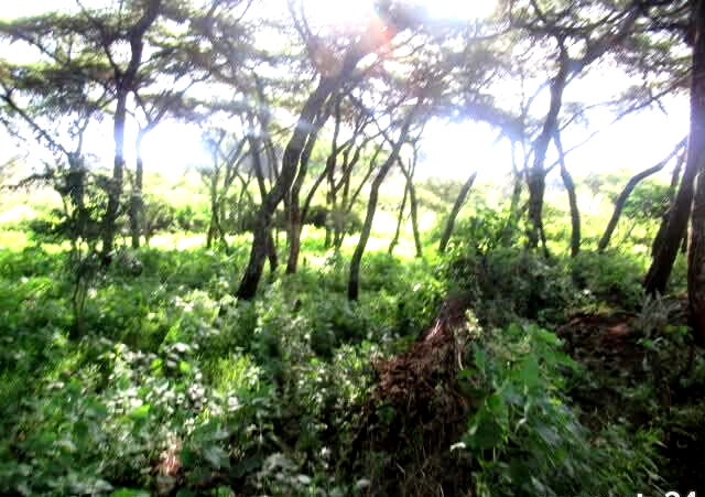 25-Acre Land with River Border