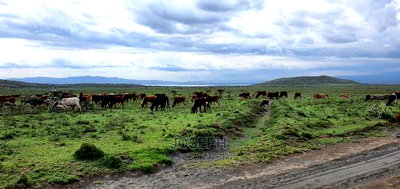 Naivasha Blocks of 10acres Next to Kedong Ranch House - Image 4