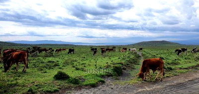 Naivasha Blocks of 10acres Next to Kedong Ranch House - Image 6