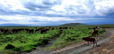Naivasha Blocks of 10acres Next to Kedong Ranch House - Image 1