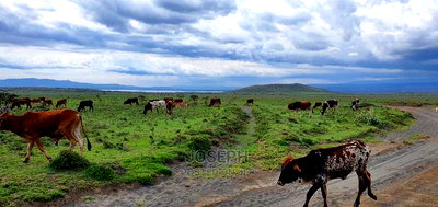 Naivasha Blocks of 10acres Next to Kedong Ranch House - Image 5