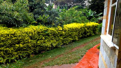 1bdrm House in Thindigua for rent - Image 13