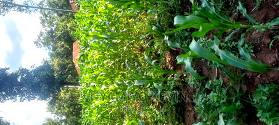 Ugunja Site - Image 2