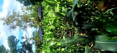 Ugunja Site - Image 3