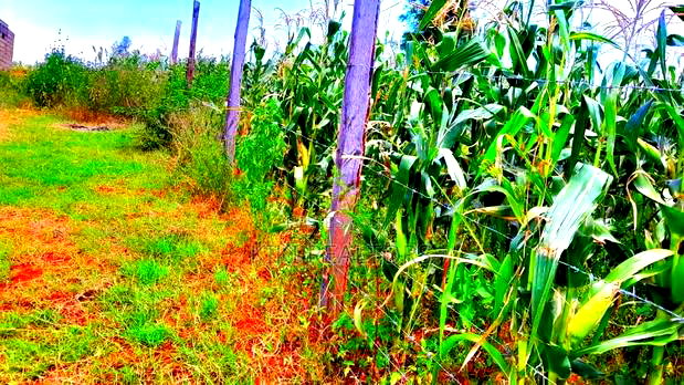 Plots for Sale in Kikuyu Kanduma Area