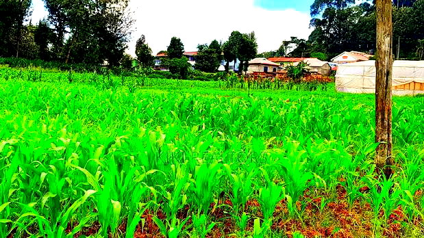 Plots for Sale in Kikuyu Kanduma Area