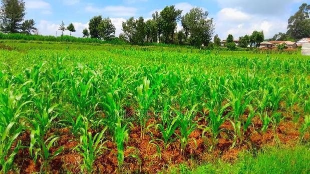 Plots for Sale in Kikuyu Kanduma Area