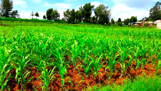 Plots for Sale in Kikuyu Kanduma Area