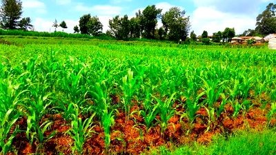 Plots for Sale in Kikuyu Kanduma Area - Image 3