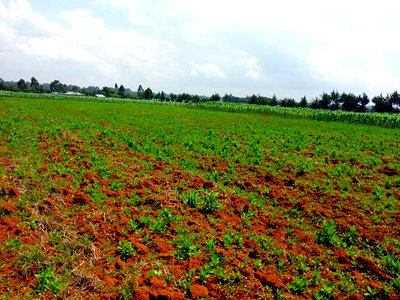 Prime Plots in Chemaluk Marura - Image 3