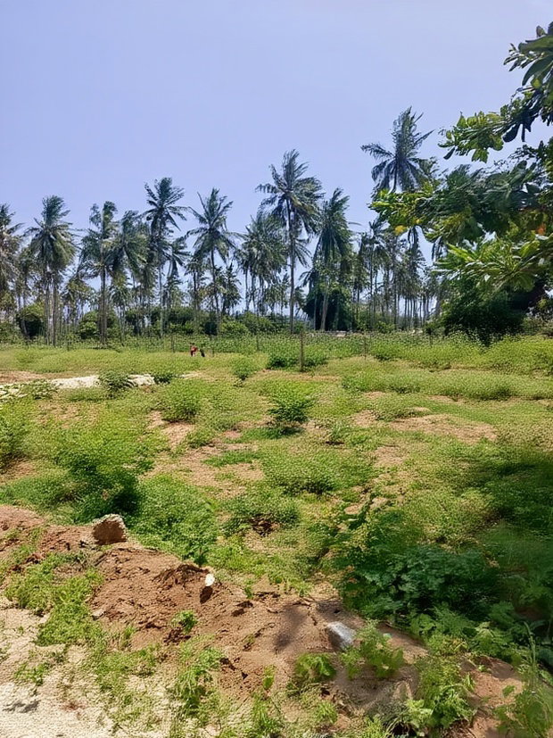50*100ft Plots for Sale in Kilifi Tezo