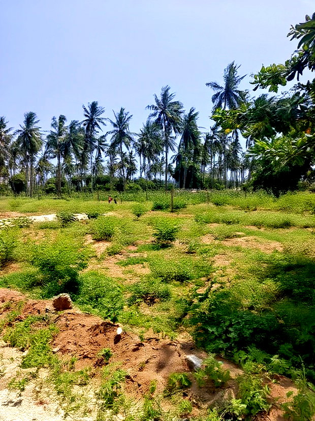 50*100ft Plots for Sale in Kilifi Tezo