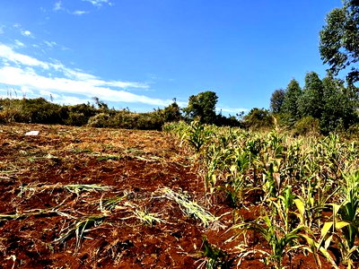 100 X 100ft Plot for Sale in Kikuyu, Ondiri. - Image 8