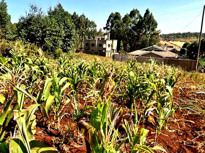 100 X 100ft Plot for Sale in Kikuyu, Ondiri. - Image 14