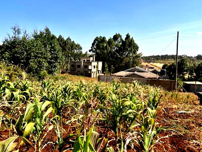100 X 100ft Plot for Sale in Kikuyu, Ondiri. - Image 12