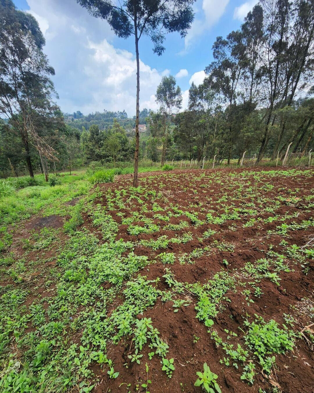 KSh 3.5M Plot in Kibiku
