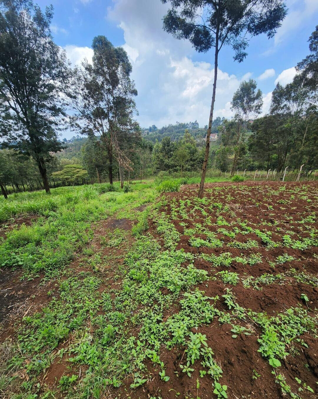 KSh 3.5M Plot in Kibiku