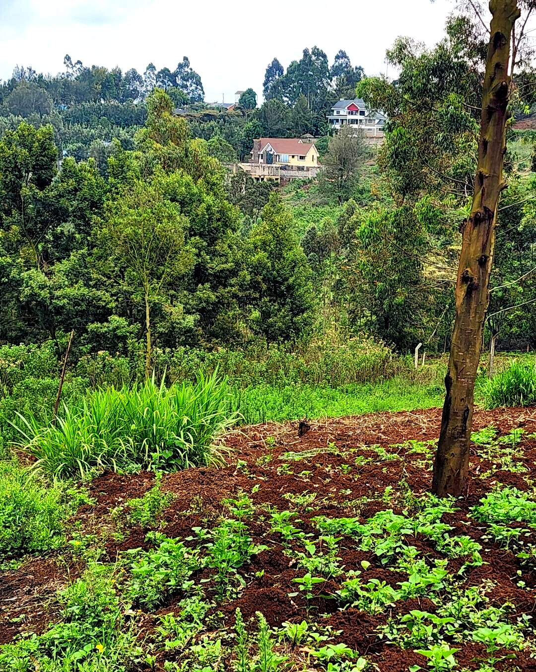 KSh 3.5M Plot in Kibiku