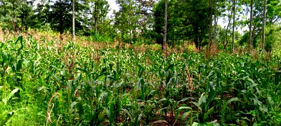 10acres for Sale in Laikipia County - Image 5