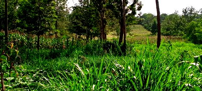 10acres for Sale in Laikipia County - Image 8