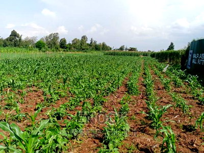 1/8acre 1/4acre Plots Touching Tarmac in Moiben Junction - Image 3