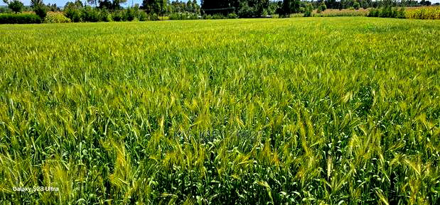 6 Acres for Sale in Naiberi Near Plateau in Eldoret