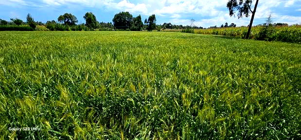 6 Acres for Sale in Naiberi Near Plateau in Eldoret