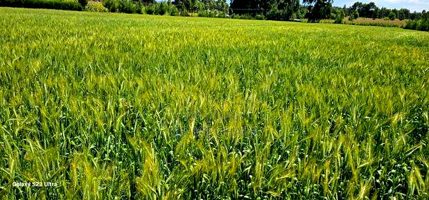 6 Acres for Sale in Naiberi Near Plateau in Eldoret