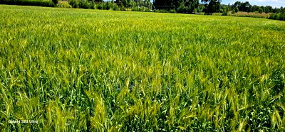 6 Acres for Sale in Naiberi Near Plateau in Eldoret - Image 4