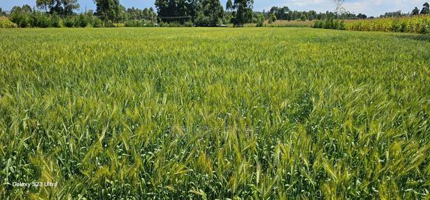 6 Acres for Sale in Naiberi Near Plateau in Eldoret